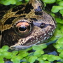 Frog3