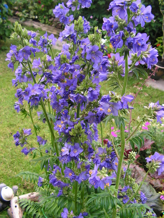 jacobs ladder (POLEMONIUM caeruleum)