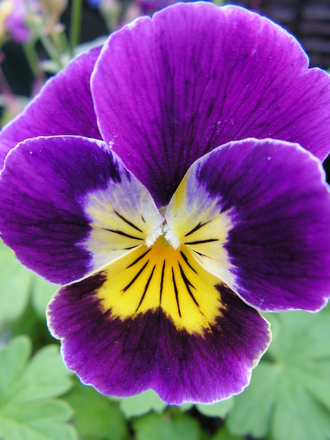 A garden flower photo