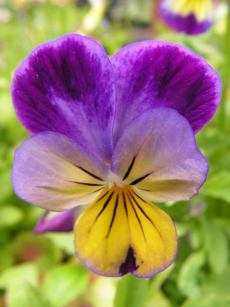 A garden flower photo