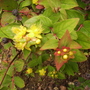 Hypericum androsaemum