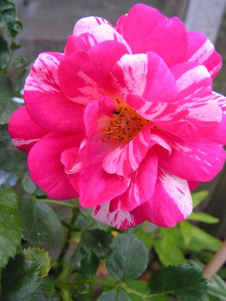 A garden flower photo