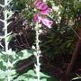 the same foxglove as in the previous picture......