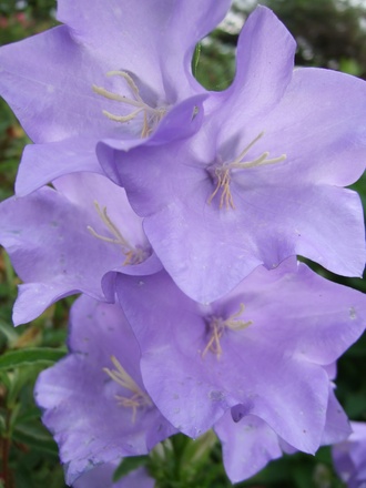 Campanula percificolia (Campanula persicifolia (Peach-leaved bellflower))