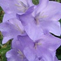 Campanula__percificolia