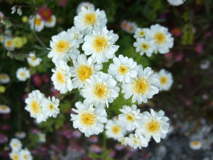 Feverfew (Tanacetum parthenium)