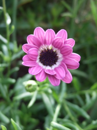 New Osteospermum (Osteospermum jucundum)