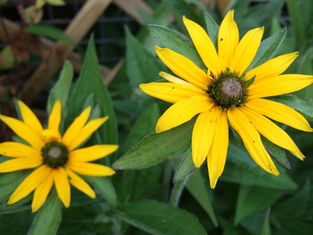 Rudbeckia fulgida 'Goldsturm' (Rudbeckia fulgida)