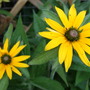 Rudbeckia_fulgida__goldsturm_