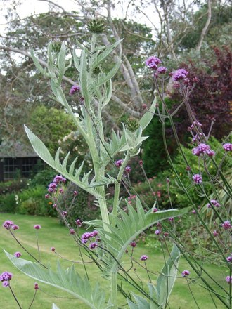 Cynara cardunculus (Cynara cardunculus (Globe Artichoke))