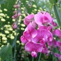 Lathyrus_latifolius_2