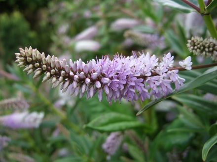 Pale mauve Hebe (Hebe)