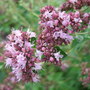 Origanum vulgare (Origanum vulgare)