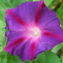 Ipomoea
