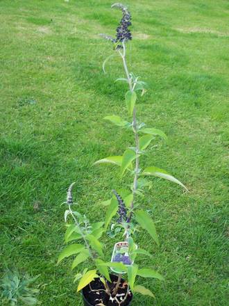 The Lochinch/Black Knight Buddleia I Felt Sorry 4 .....
