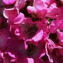 Abbots Ripton Garden - Shrub roses