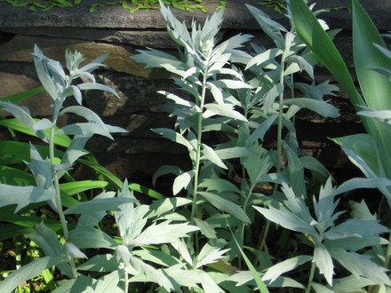 silver king (Artemisia albula)