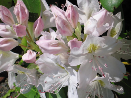 rhododendron (rhododendron)