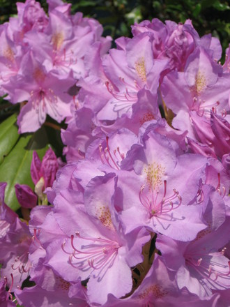 rhododendron (rhododendron)