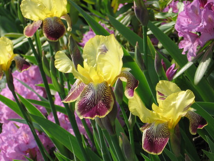 iris (Iris germanica (Orris))