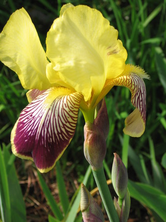 iris (Iris germanica (Orris))