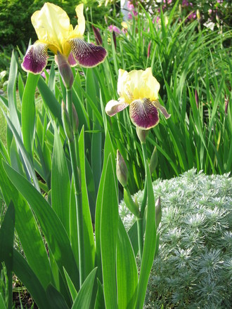 iris and silver mound (Iris germanica (Orris))