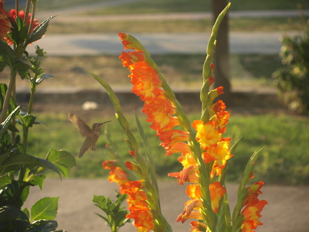 Hummingbird with Gladiola