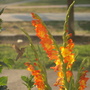 20080623_11