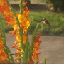 A garden flower photo