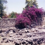 The_desert_will_bloom_