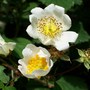 Wild roses growing up the back lane.