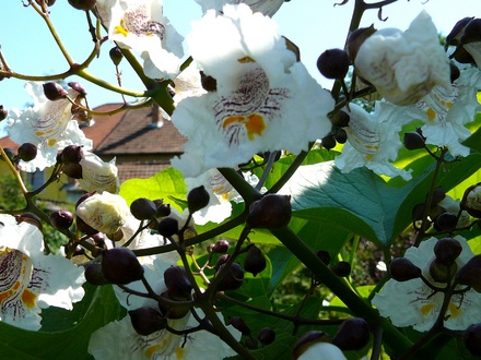 Catalpa blossom (Catalpa bignonioides (Indian bean tree))