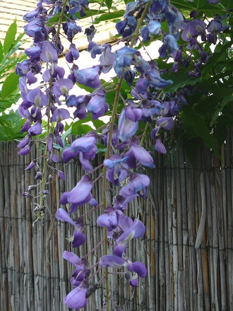 Wisteria blossom. (Wisteria floribunda (Japanese Wisteria))