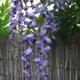 Wisteria blossom. (Wisteria floribunda (Japanese Wisteria))