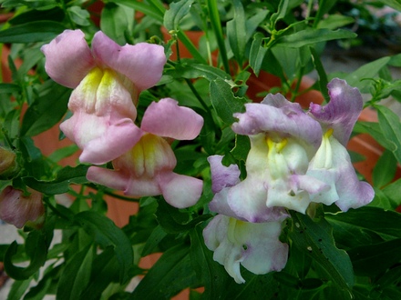 Antirrhinums (Antirrhinum majus nanum)