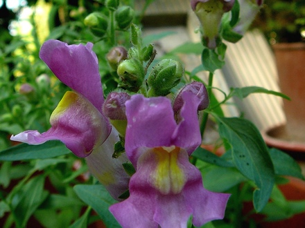 Another Antirrhinum (different colour) (Antirrhinum majus nanum)
