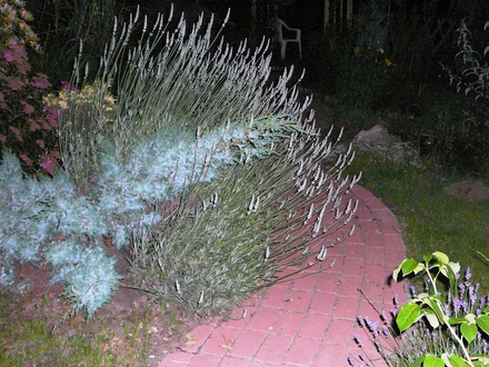 Back Garden by night.
