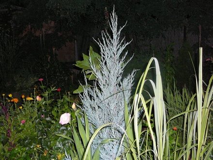 More night photography of back garden