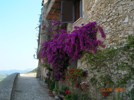 A garden flower photo