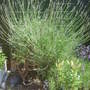 Lavenders