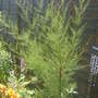 Tamarisk