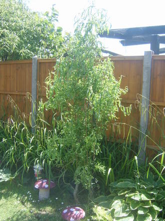 Curly  Twisted Willow.