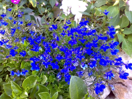 A garden flower photo