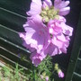 Mallow