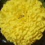 Marigold