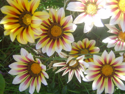 Gazanias