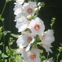 Mallow (Lavatera trimestris (Mallow))