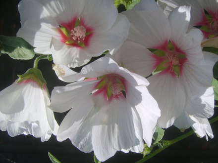 mallow (Lavatera trimestris (Mallow))