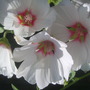 mallow (Lavatera trimestris (Mallow))