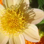 Dahlia